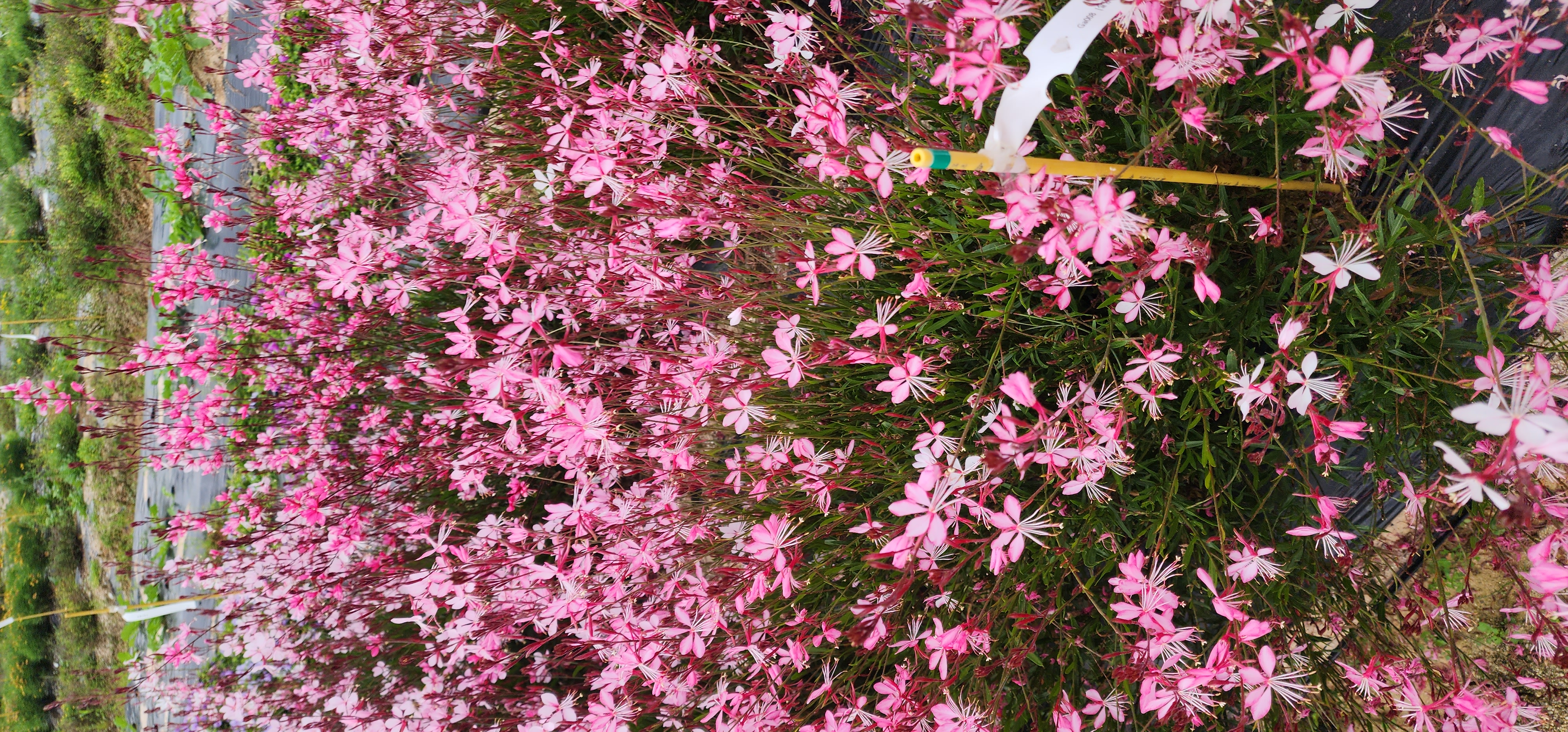 Gaura lindheimeri ‘Trip’